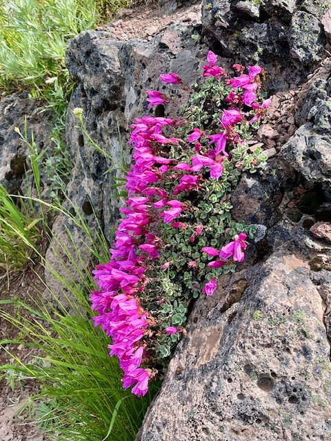 Iron Mountain