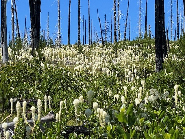 Patjens Lakes